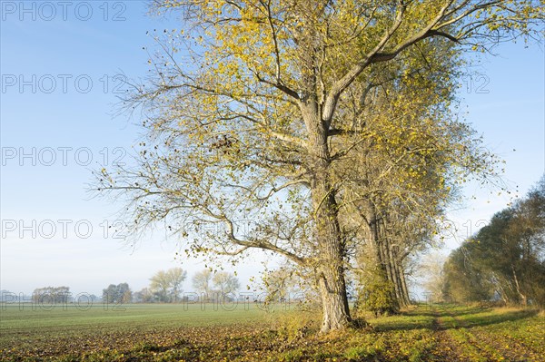 Poplars