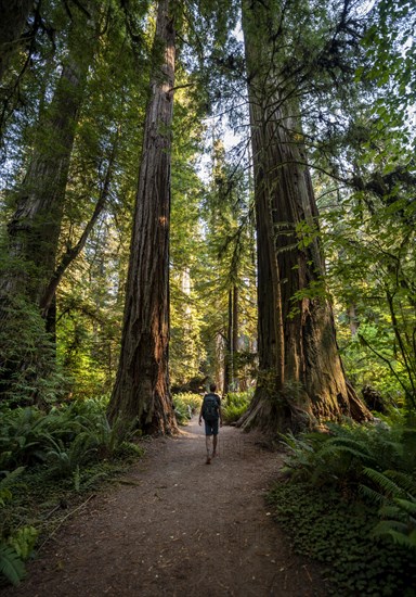 Hiker on trail through forest with coast redwoods