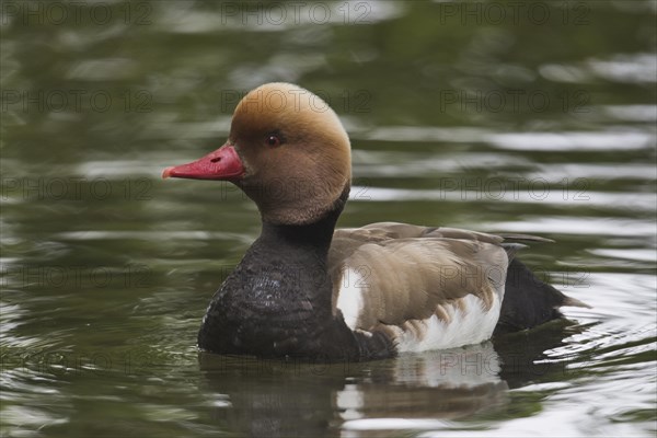 Red-crested pochard