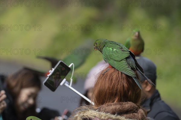 Australian king parrot