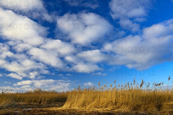 Winter landscape on the shore of Lake Duemmer