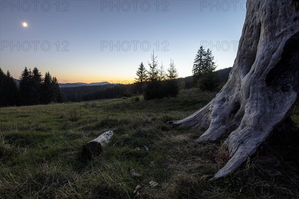 Meadow in the forest at sunrise in Todtnauberg