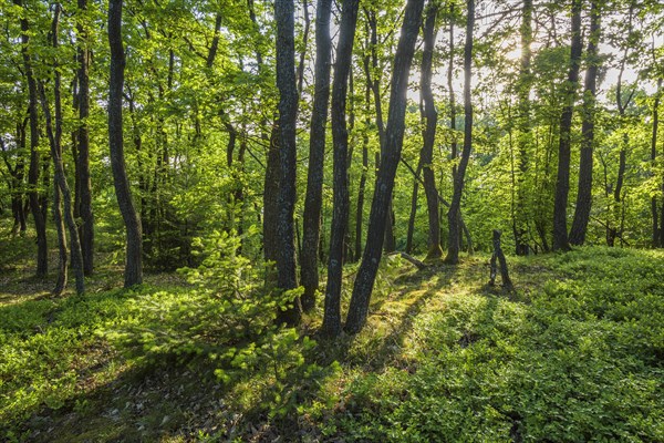 Forest in Spring