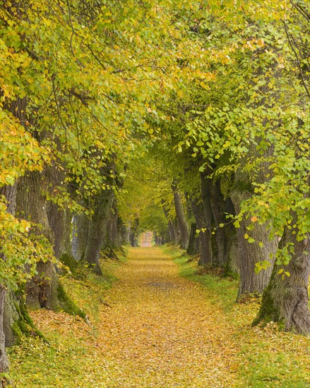 Lime Tree Avenue in Autumn