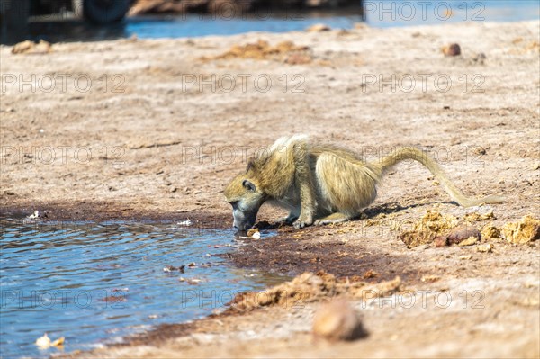 Chacma baboon