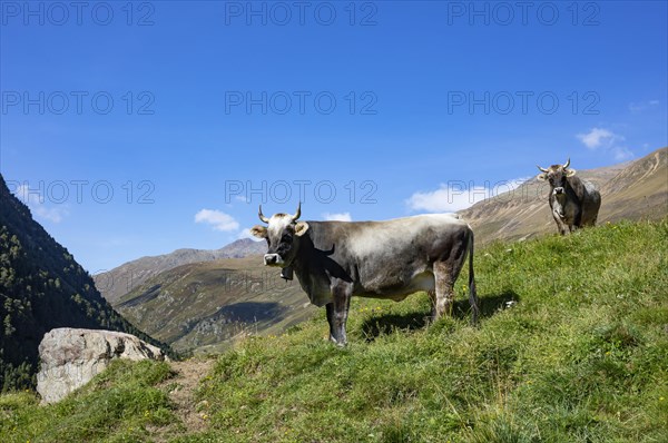 Cows on the alpine pasture in Rofental