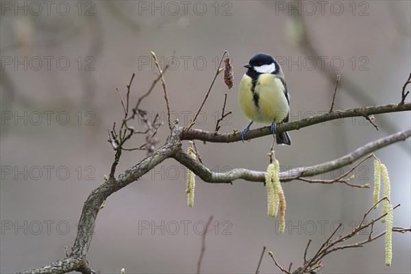 Great tit