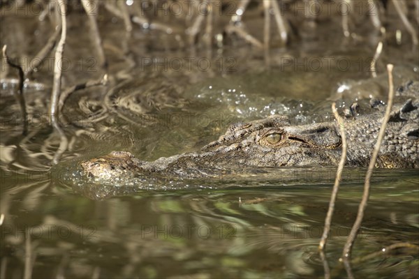 Saltwater crocodile