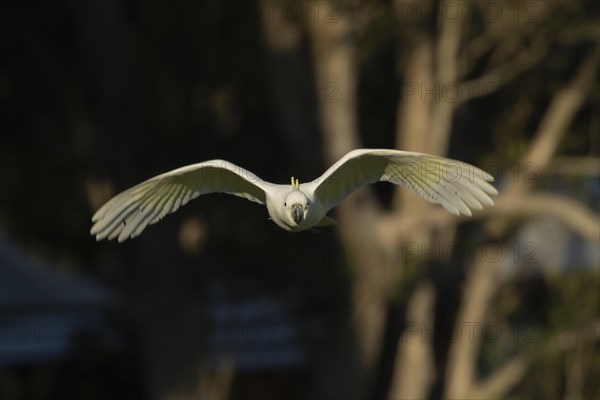 Sulphur-crested cockatoo