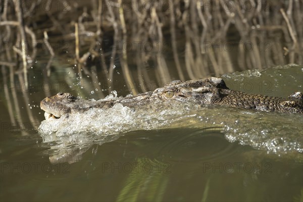 Saltwater crocodile