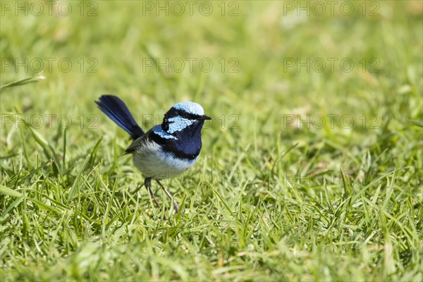 Superb fairy-wren