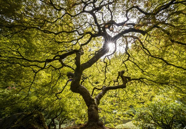 Downy japanese maple