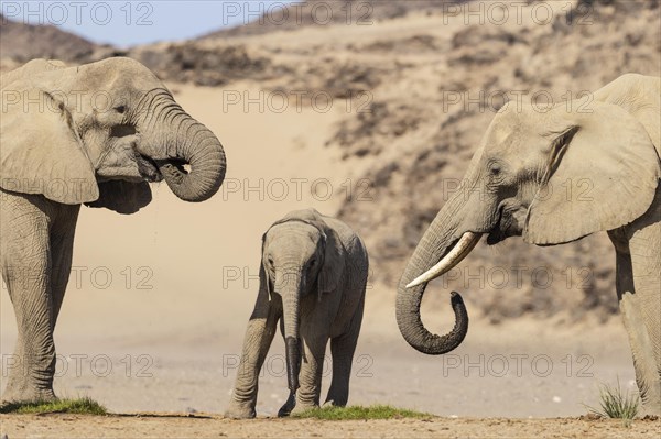 African Elephant