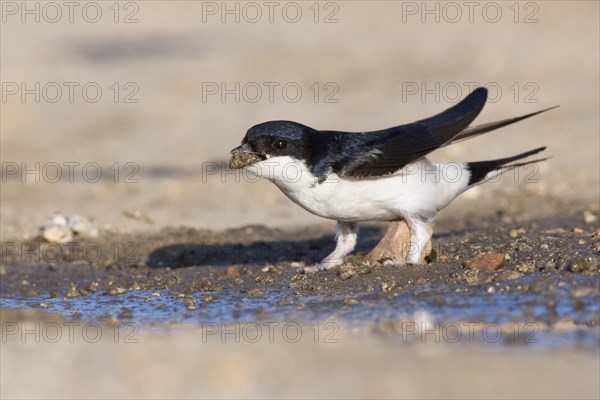 Common house martin