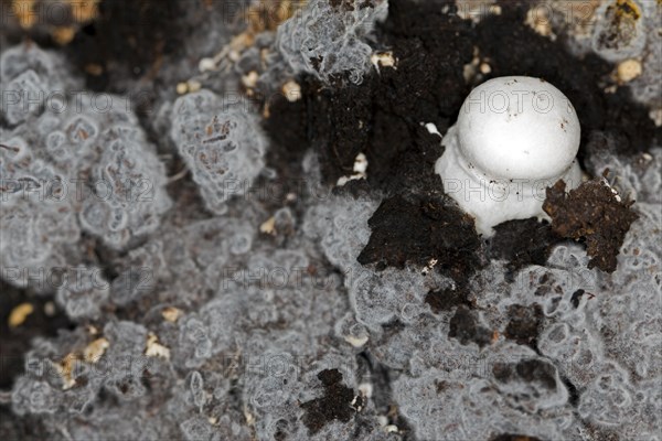 White horse mushroom