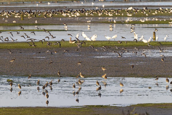 Eurasian curlew