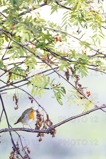 European robin