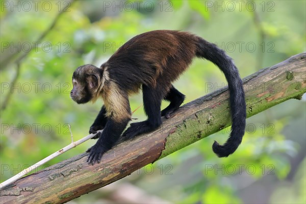 Golden-bellied capuchin