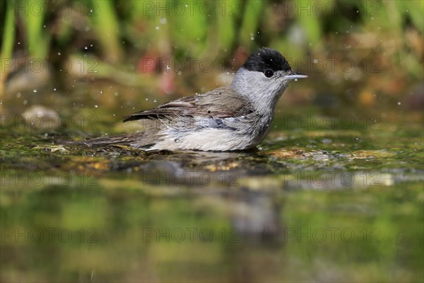 Blackcap