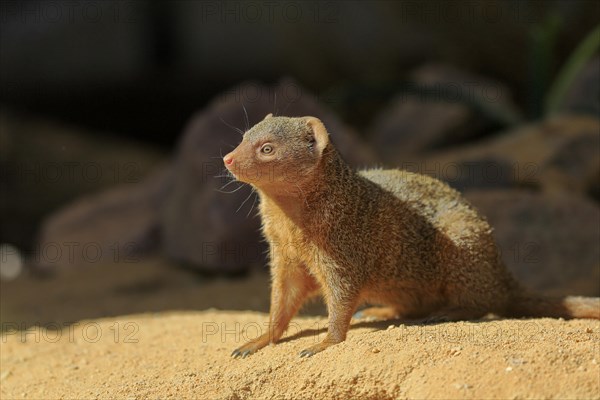 Dwarf mongoose