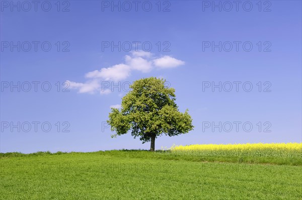 Horse-chestnut