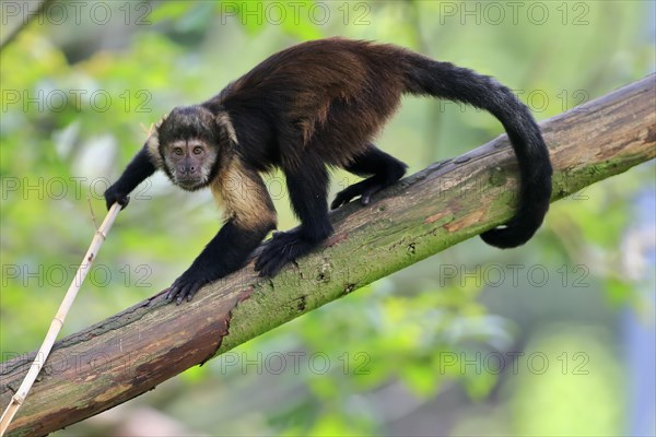 Golden-bellied capuchin