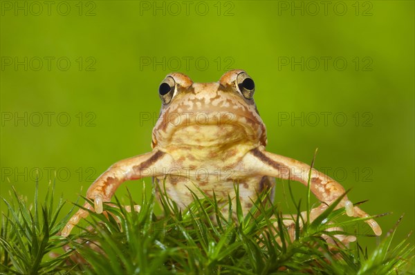 Common frog