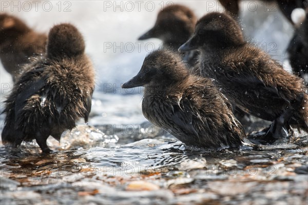 Several common eiders