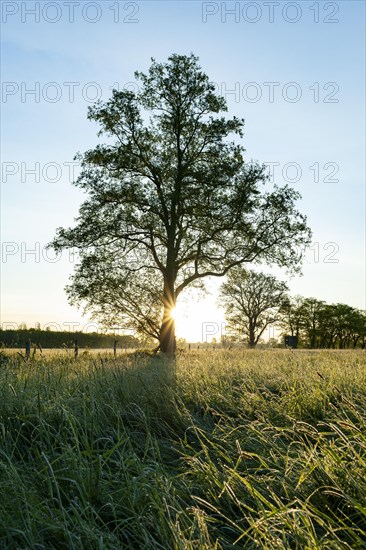 Black alder