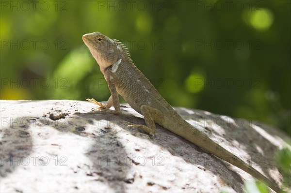 Oriental garden lizard