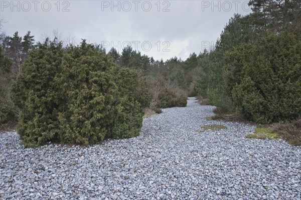 Flintstones and common juniper