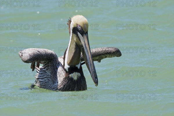 Brown pelican