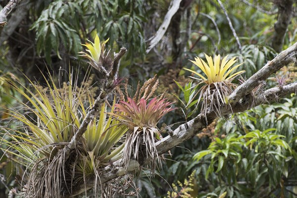 Epiphytes