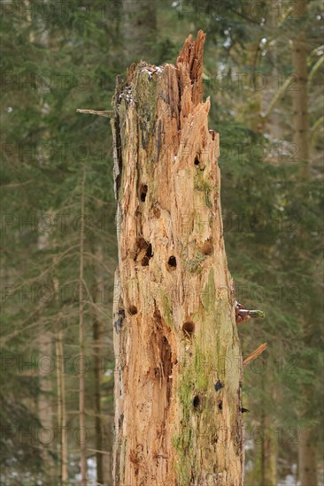Tree with woodpecker holes