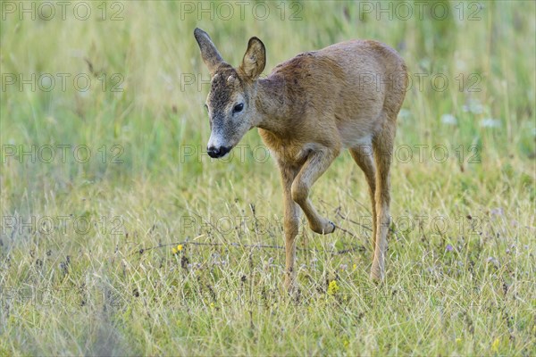 Roe Deer