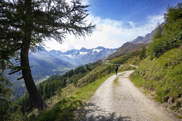 Hikers on the way from the Timmelsjochstrasse to the Oberglanegg Alm