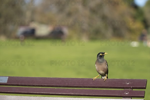 Common myna