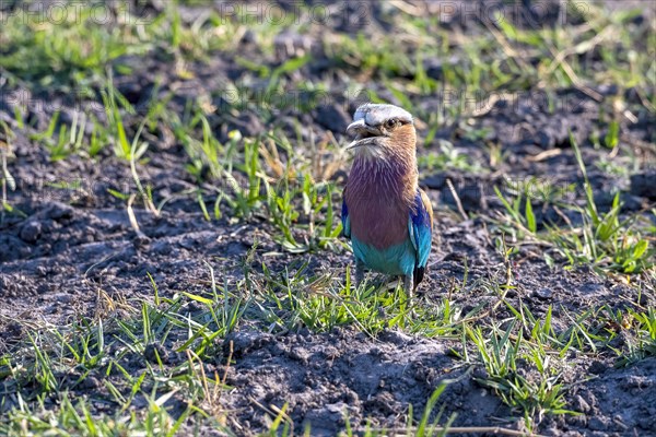 Lilac breasted roller