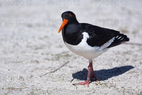 Eurasian oystercatcher