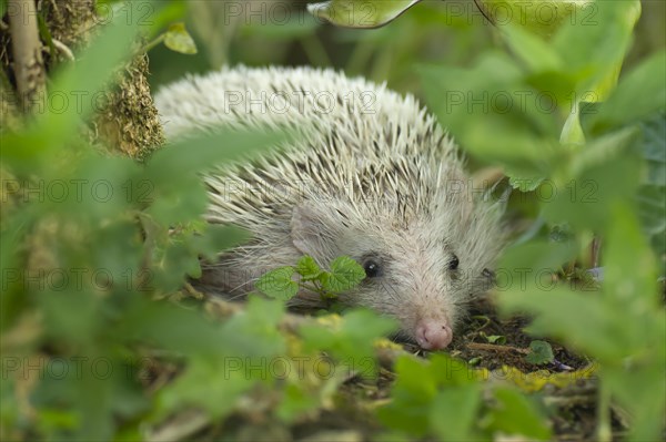 European Hedgehog