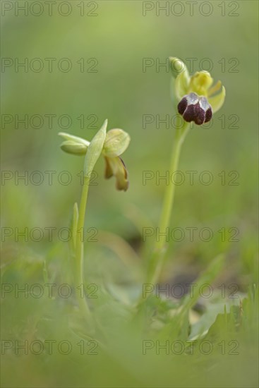 Yellow ophrys