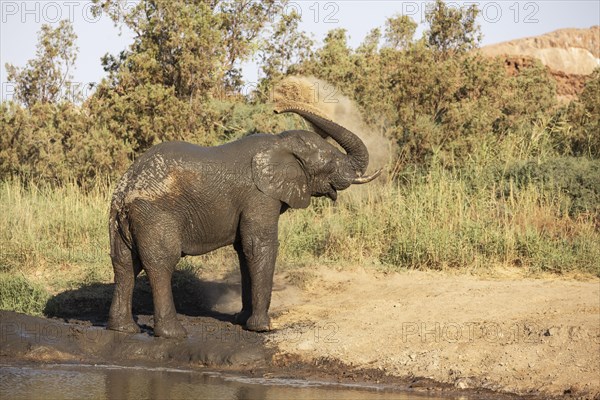 African Elephant