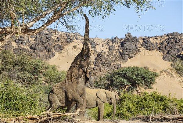 African Elephant