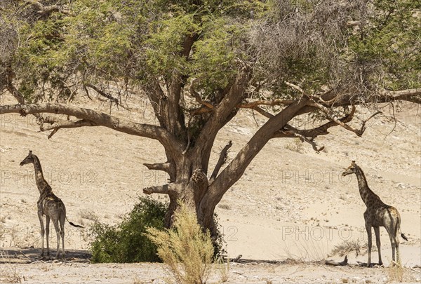 Angolan Giraffe