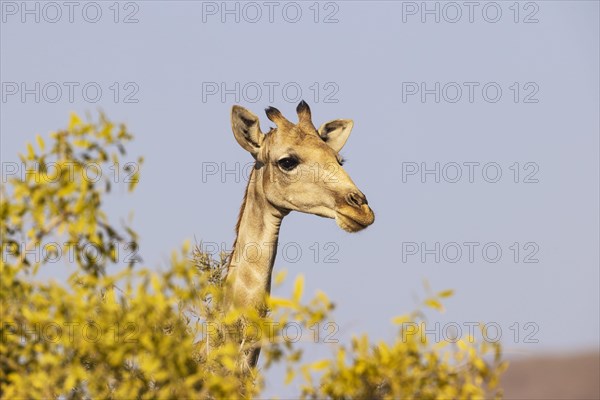 Angolan Giraffe