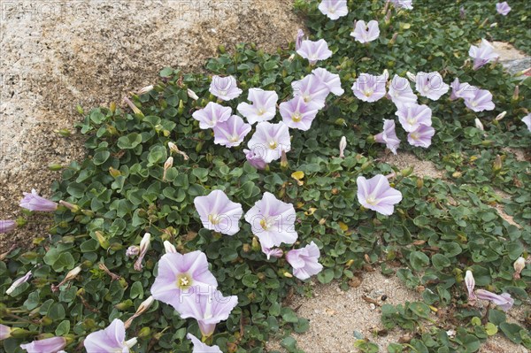 Beach morning glory