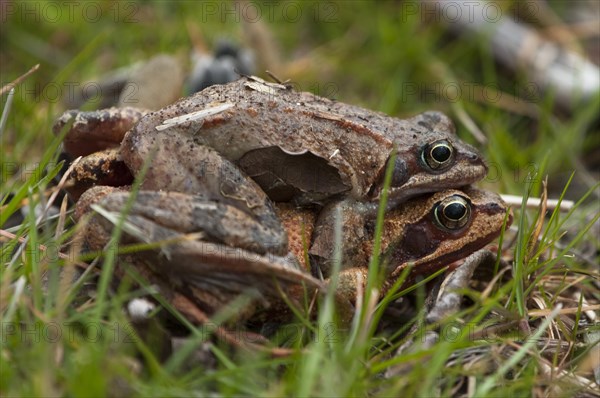 Common frog