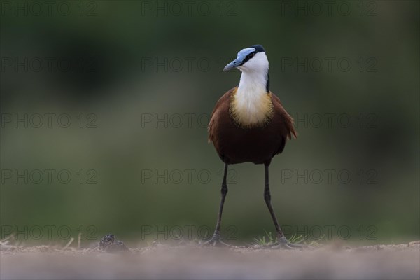 African jacana