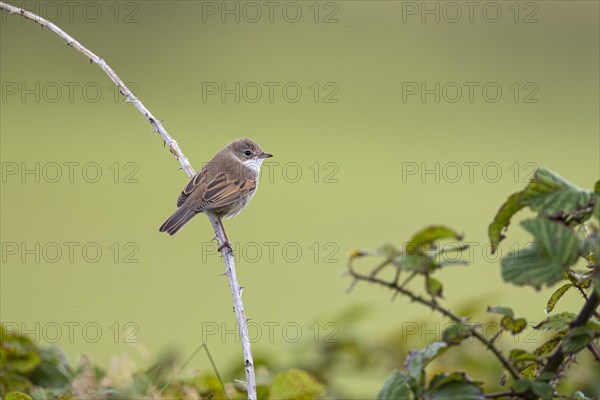 Garden warbler