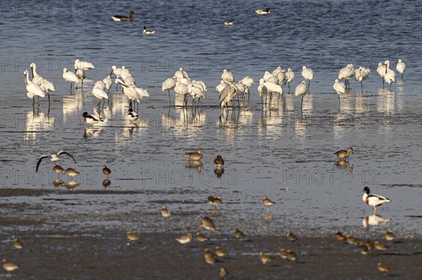 Eurasian spoonbill